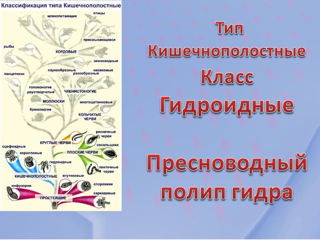 Модератор на кракене